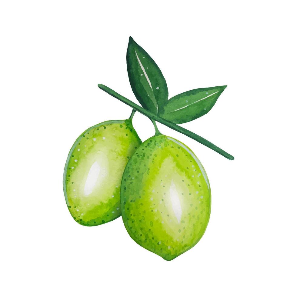Hand drawn limes on a branch, watercolor illustration vector