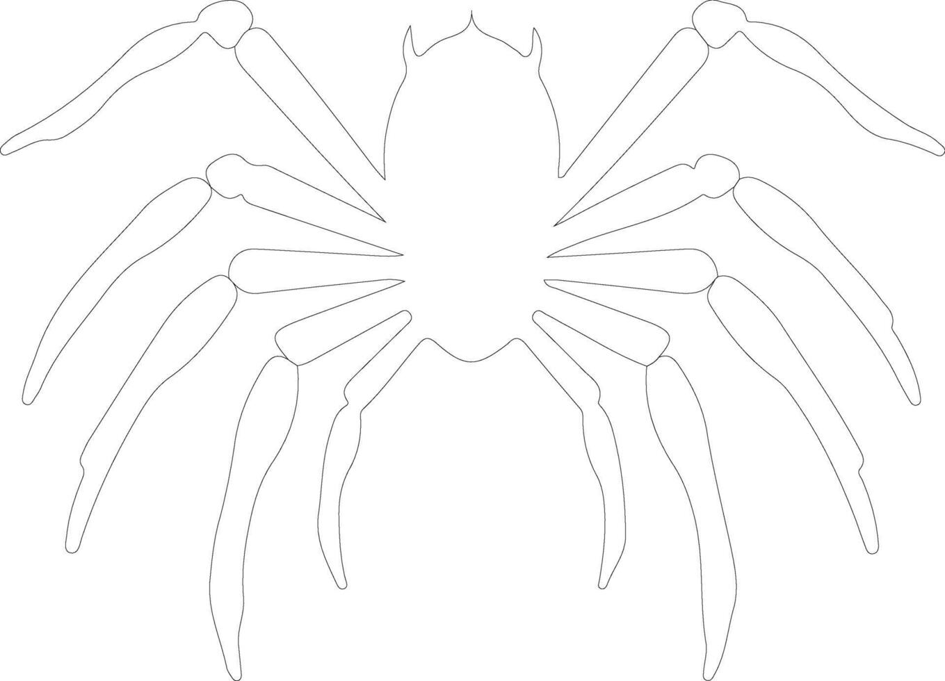 tarantula    outline silhouette vector