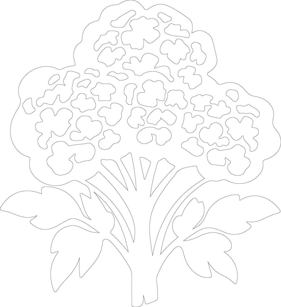 cauliflower  outline silhouette vector