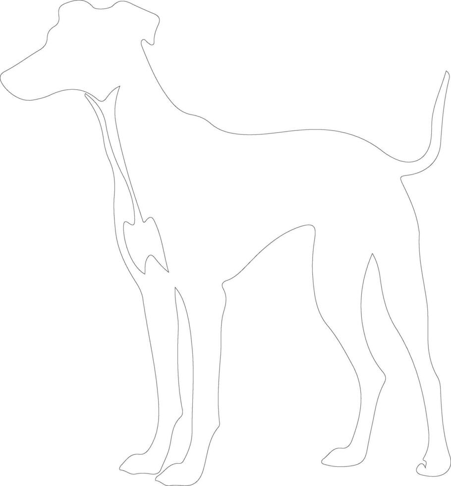 Whippet outline silhouette vector