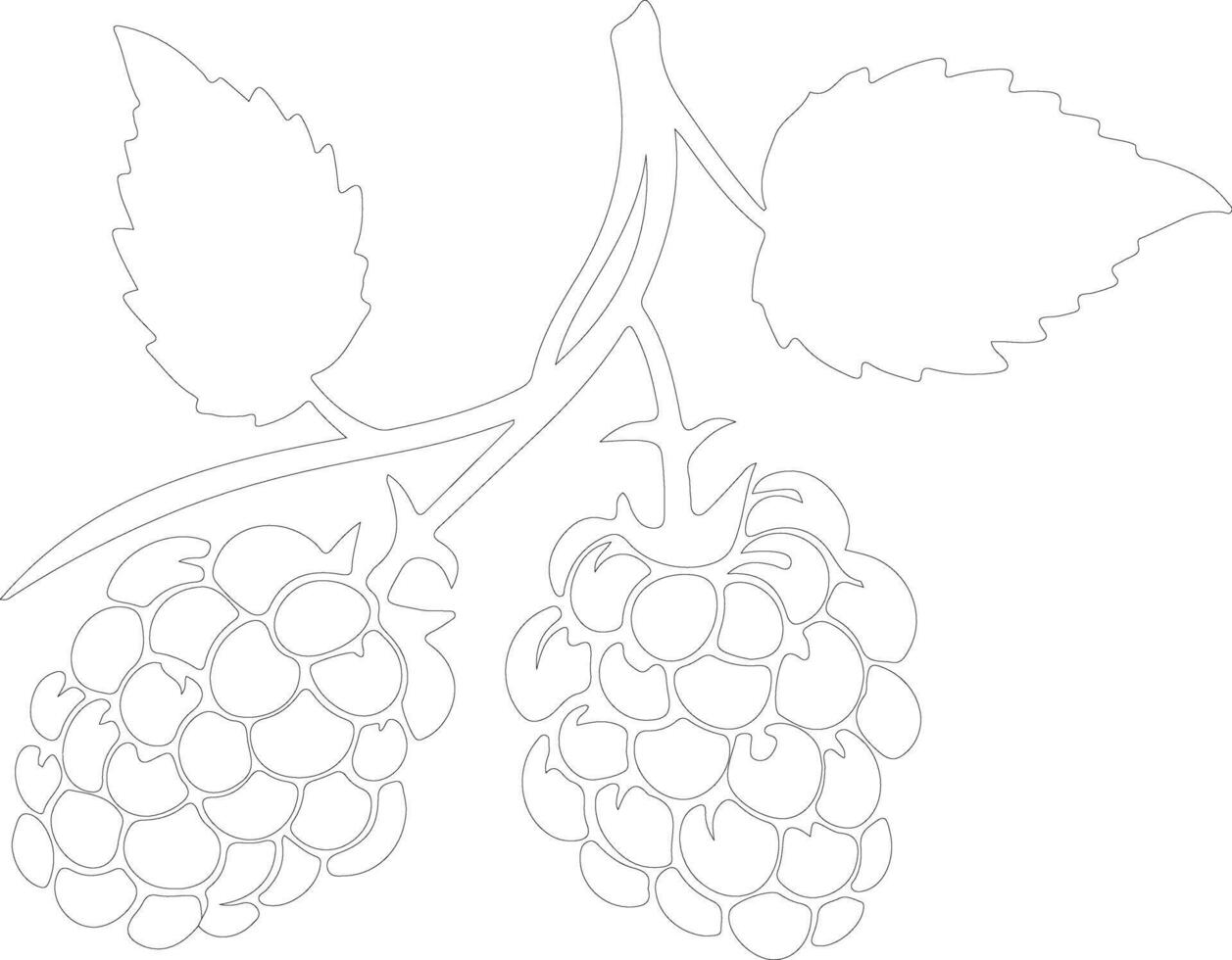 marionberry  outline silhouette vector