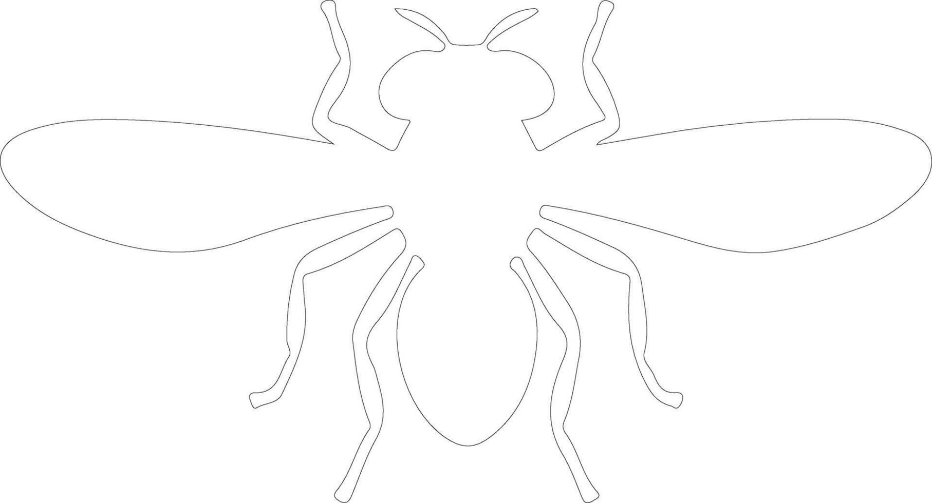 fruit fly   outline silhouette vector