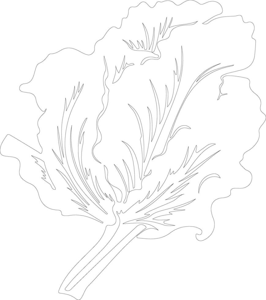radicchio  outline silhouette vector