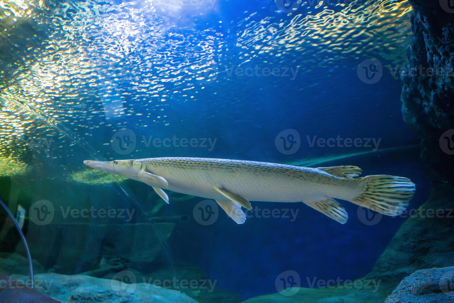 Fish in aquatic tunnel in the Underwater World in Pattaya, Thailand photo