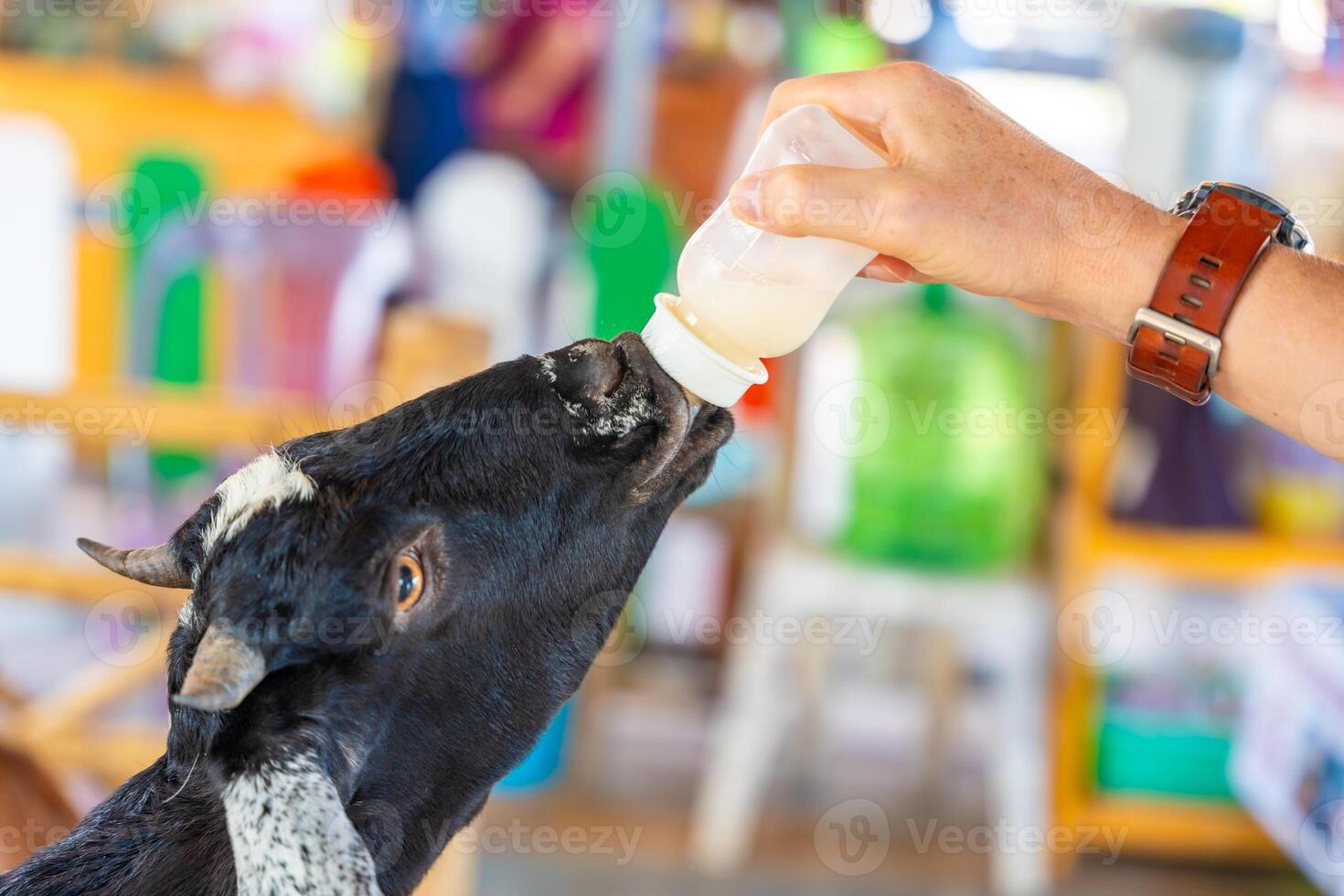 Feeding milk to a goatling in contact zoo in Thailand photo