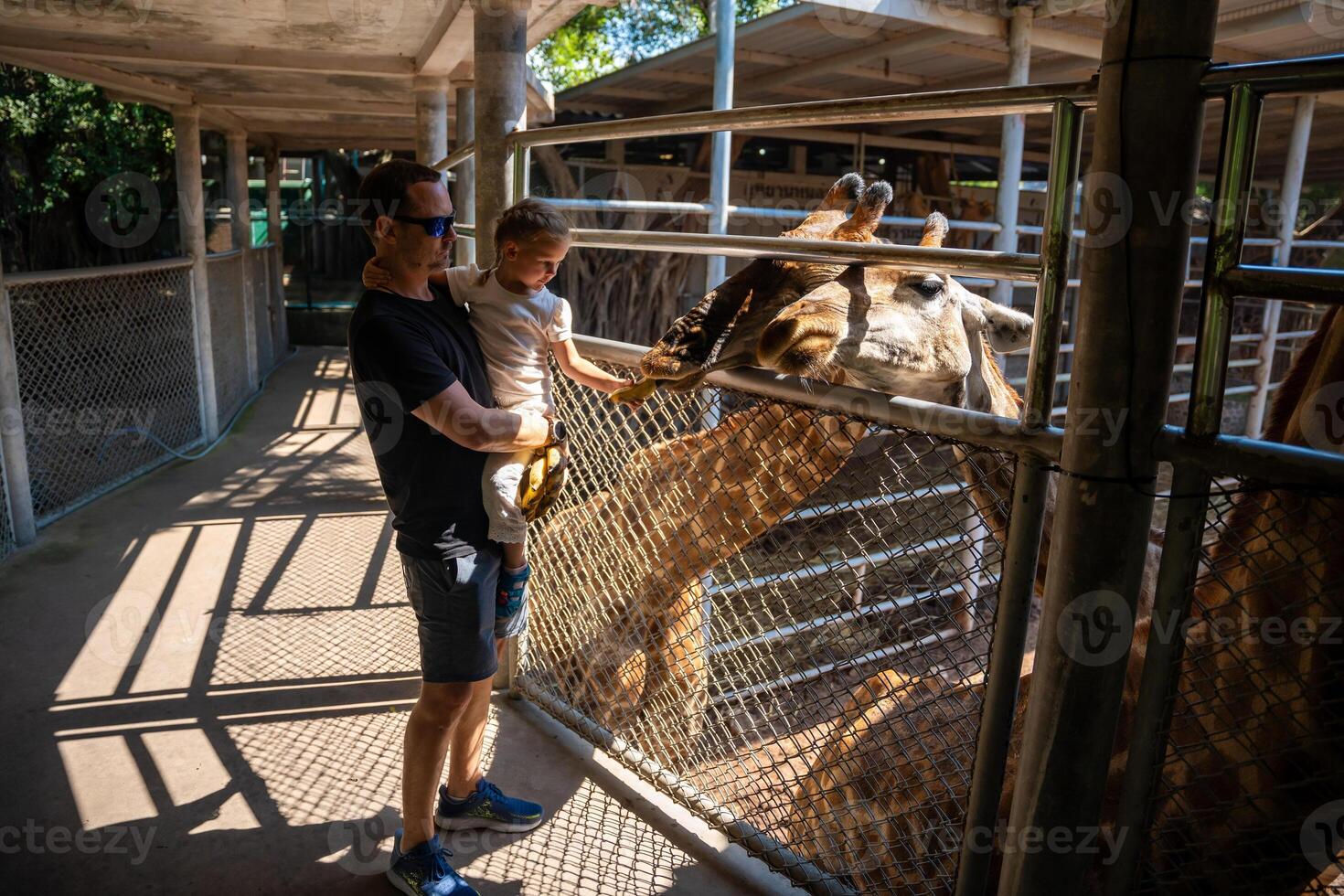 The girl's hand was giving food to the giraffe in the zoo. Father and little daughter feeding animal. Travel concept. High quality photo