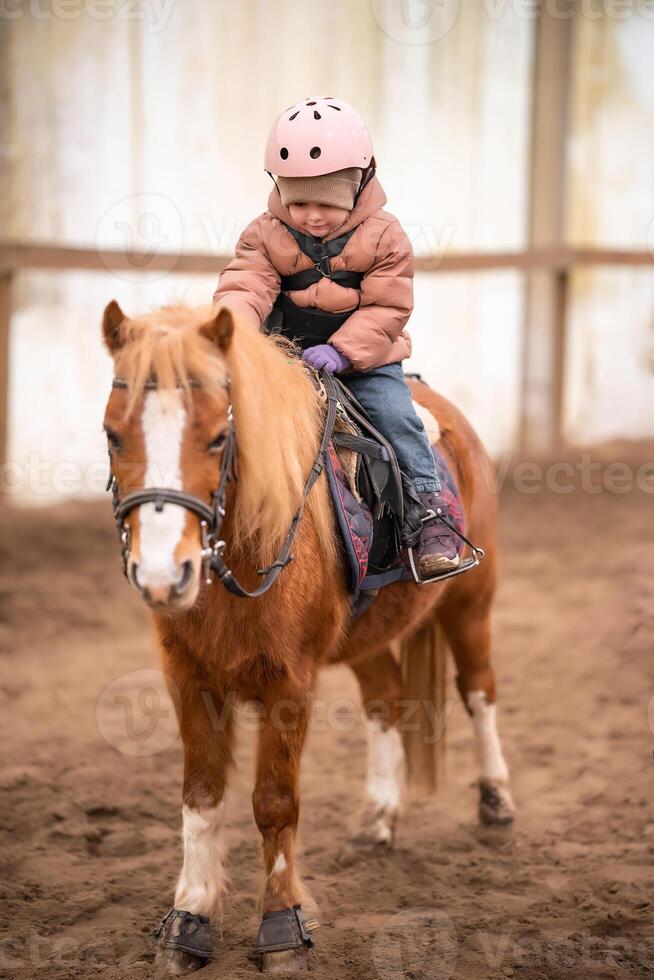 pequeño niño montando lección. tres años niña paseos un poni y lo hace ejercicios. alto calidad foto