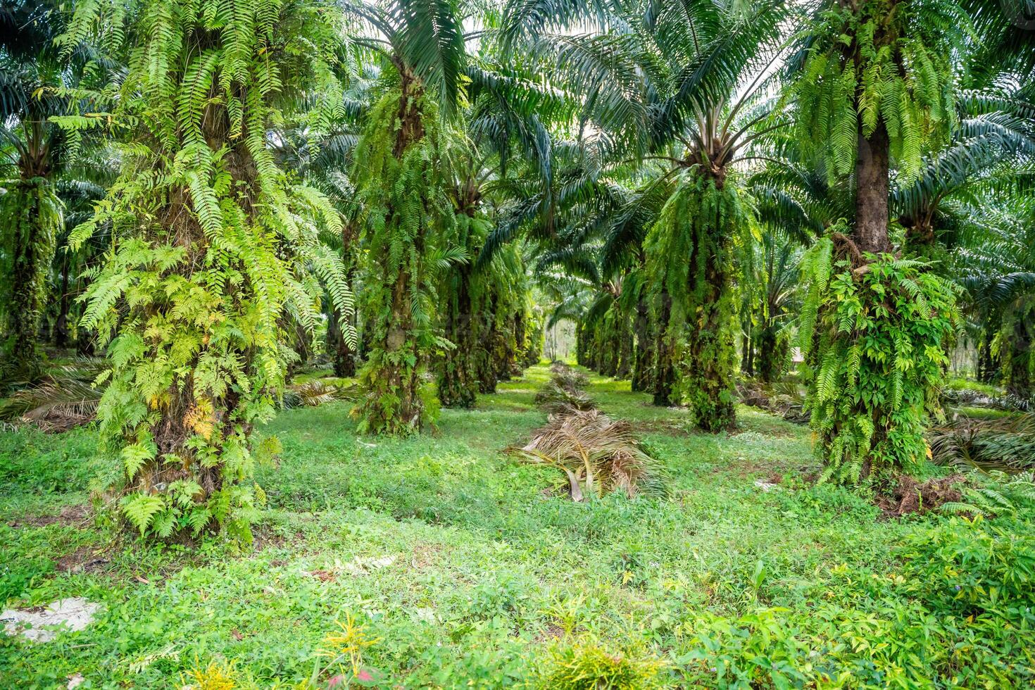 Palm oil trees under sunlight in plantation in Thailand, Asia. High quality photo