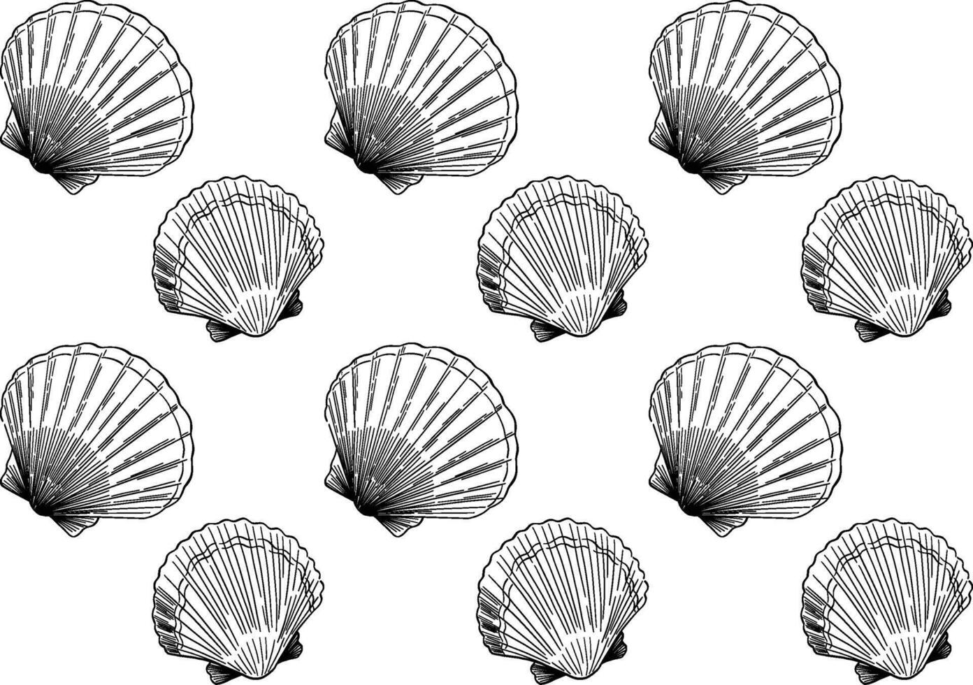 doodle style hand drawn seashells vector