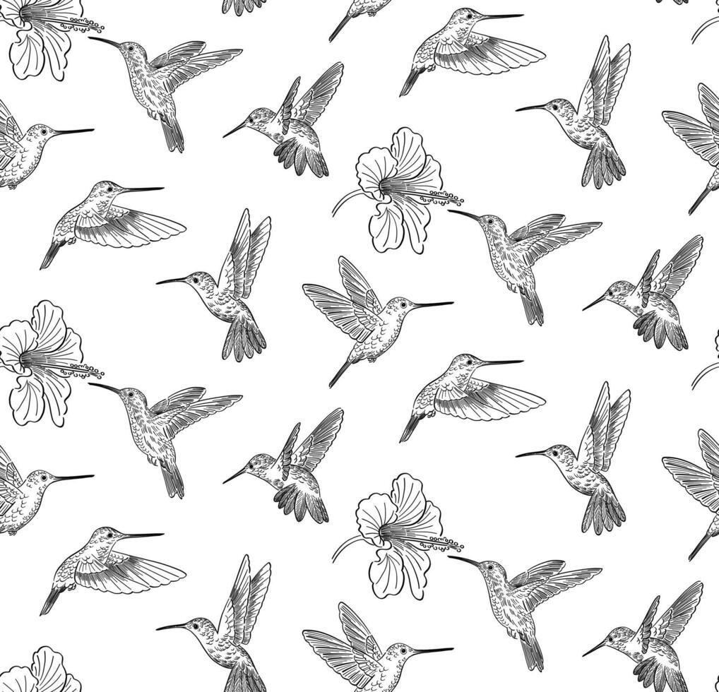 Doodle style pattern colibri birds vector