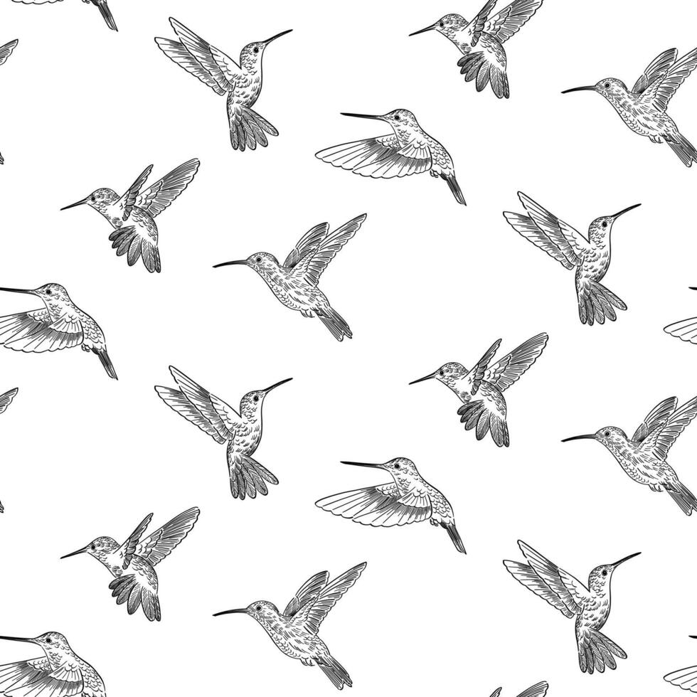 Doodle style pattern colibri birds vector