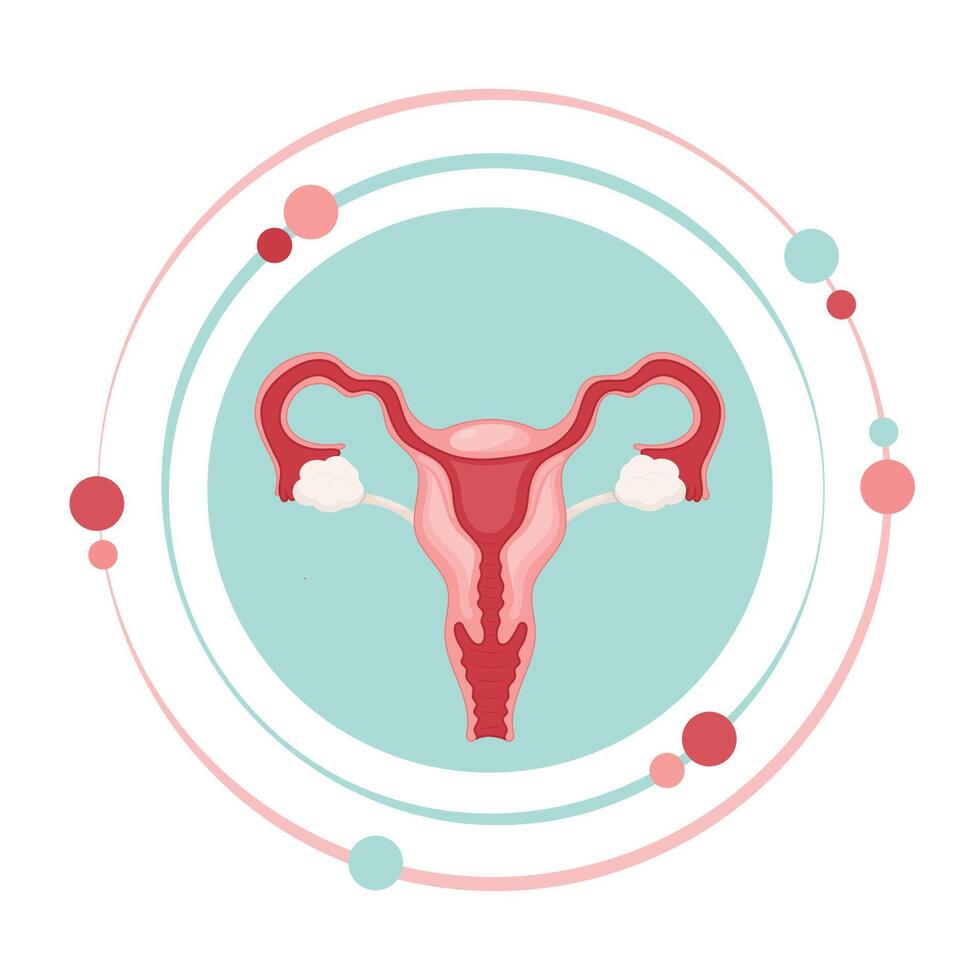 Female reproductive system graphic icon symbol vector