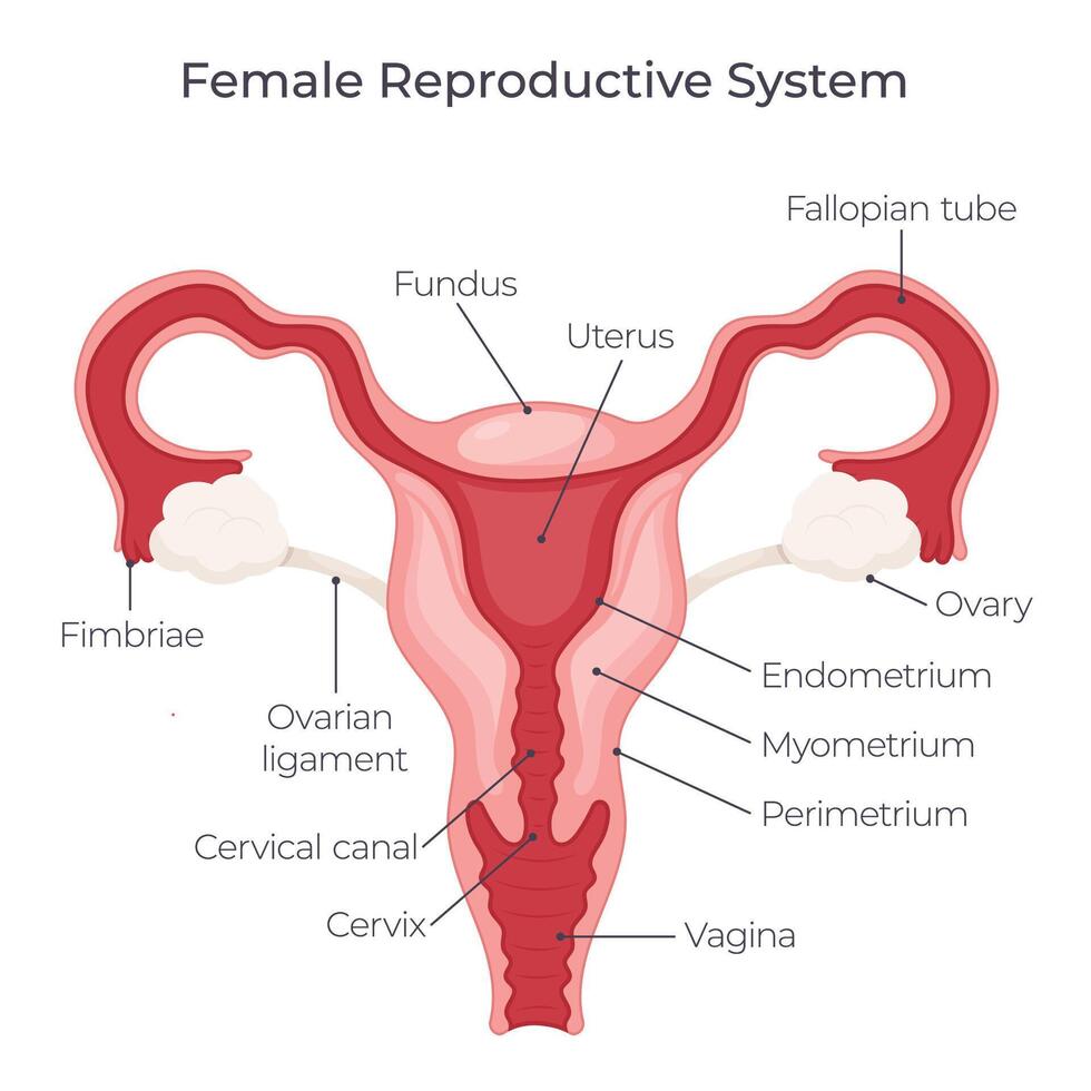 hembra reproductivo sistema vector ilustración gráfico diagrama