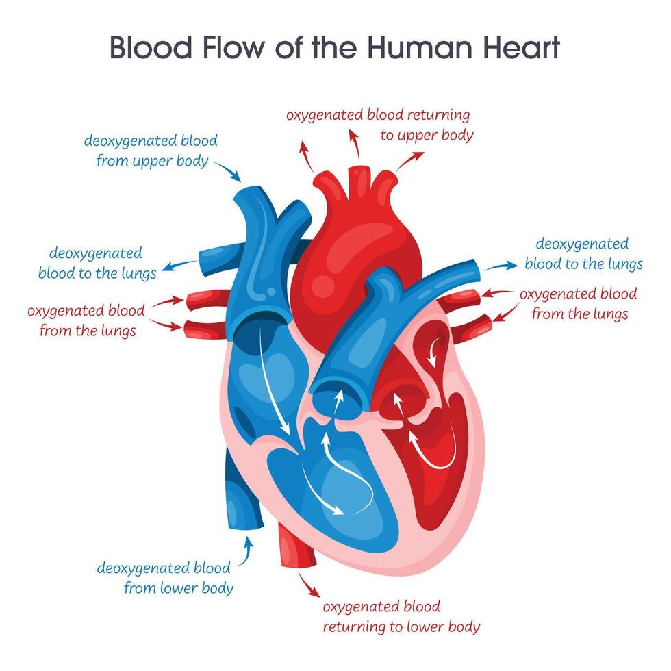 Blood flow of a human heart vector illustration educational diagram