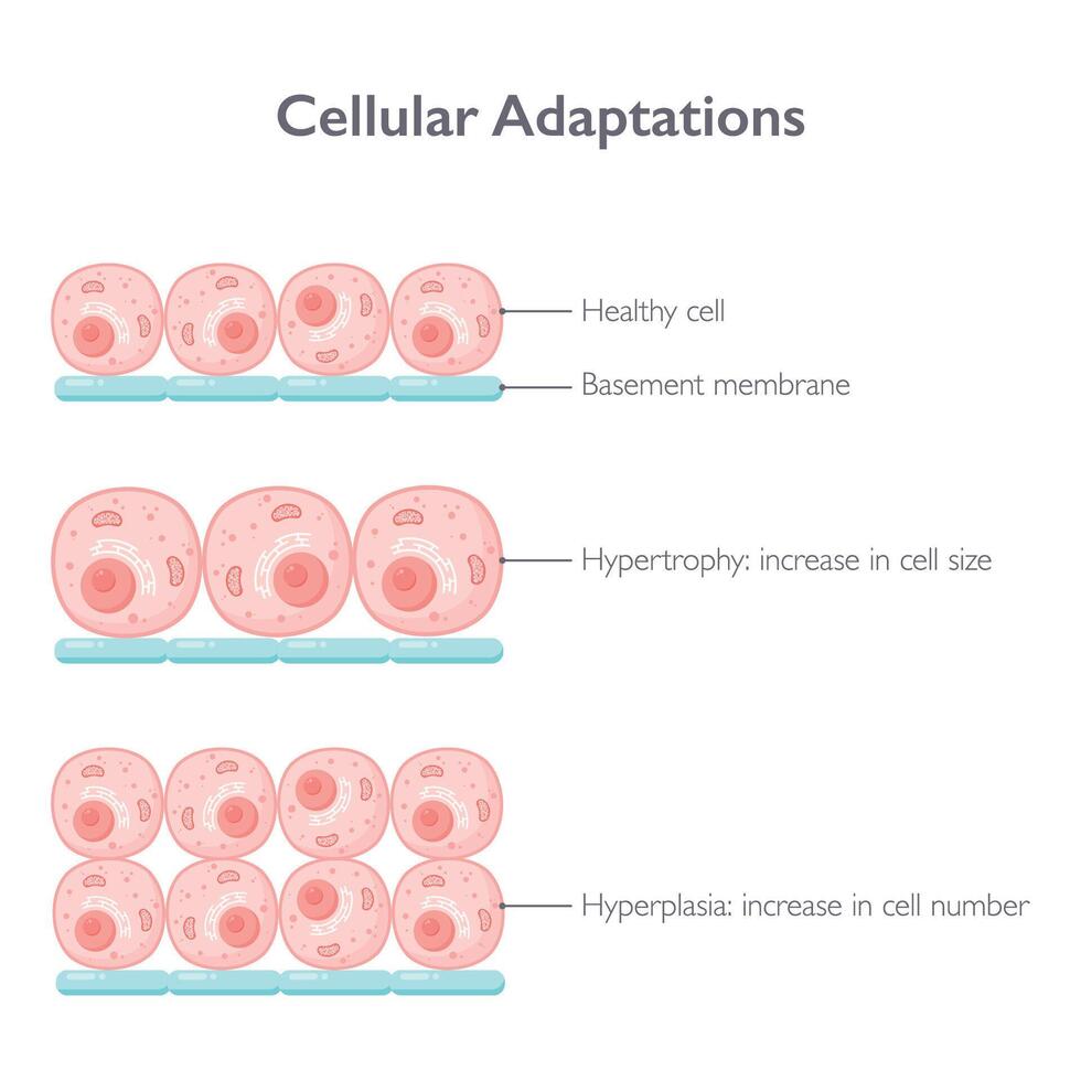 Cellular adaptations biology vector illustration graphic diagram