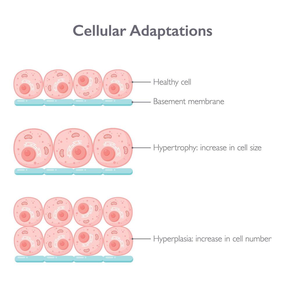 celular adaptaciones biología vector ilustración gráfico diagrama