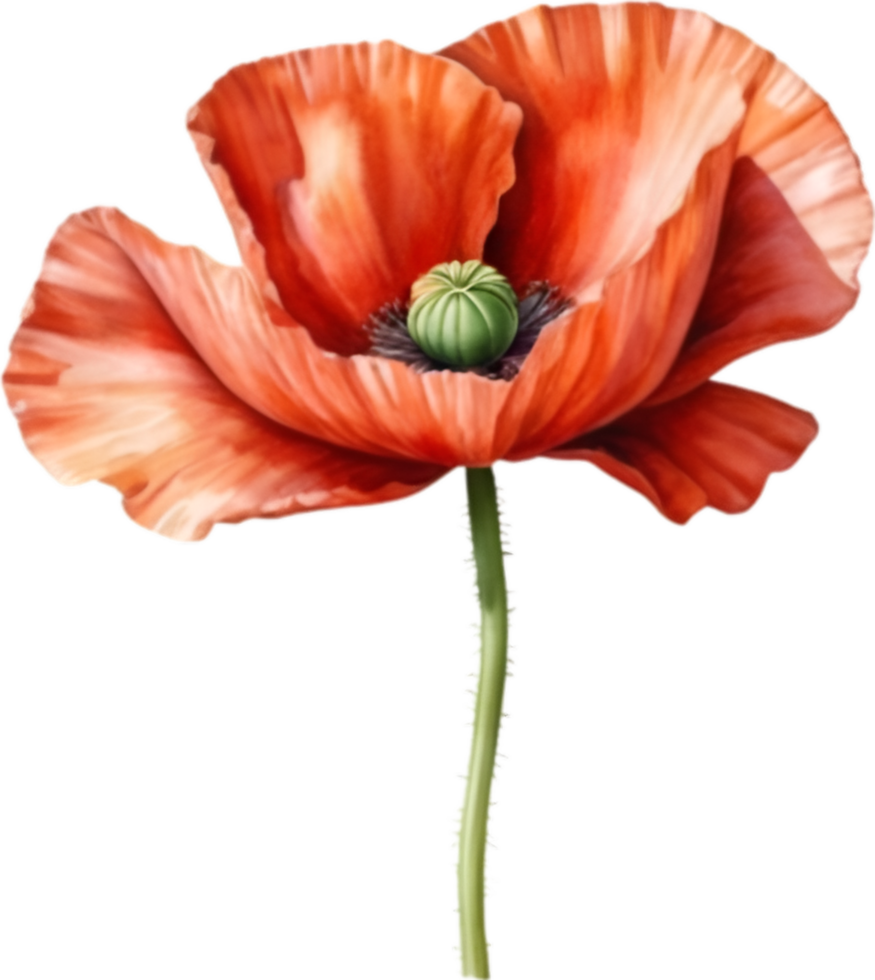 AI generated Watercolor painting of poppy flowers. png