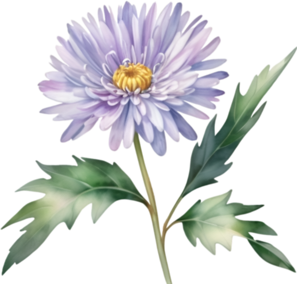 AI generated Watercolor painting of an aster flower. png