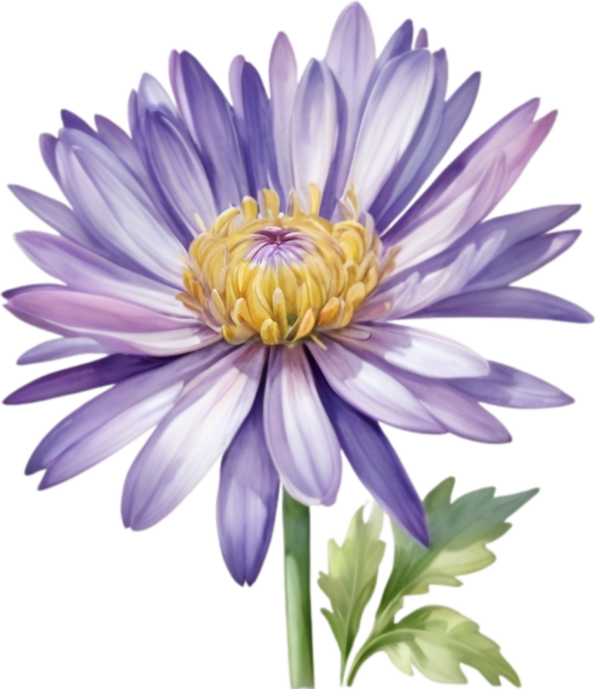 AI generated Watercolor painting of an aster flower. png