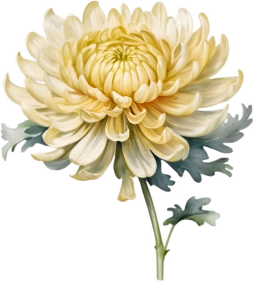 AI generated Watercolor painting of a Chrysanthemum flower. png