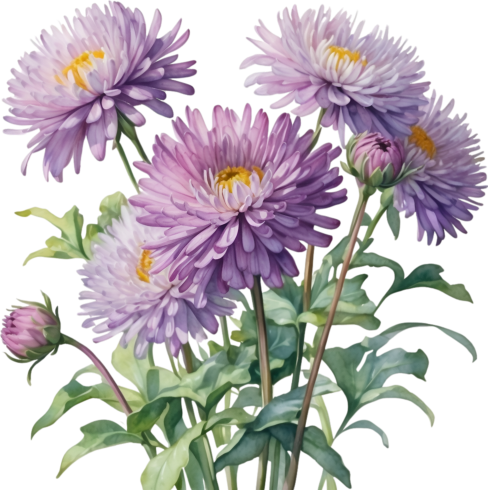 AI generated Watercolor painting of an aster flower. png