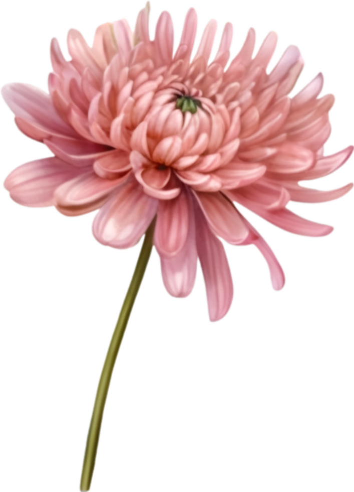 AI generated Watercolor painting of a Chrysanthemum flower. png