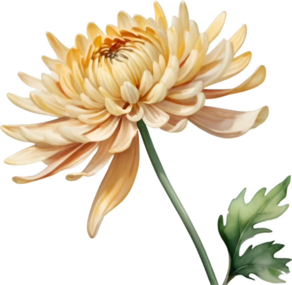 AI generated Watercolor painting of a Chrysanthemum flower. png