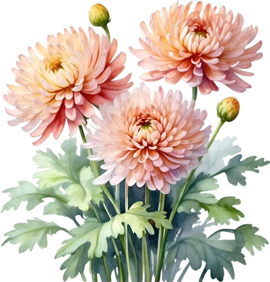 AI generated Watercolor painting of a Chrysanthemum flower. png