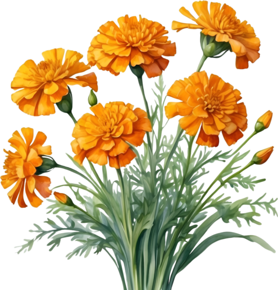 AI generated Watercolor painting of a Marigold flower. png