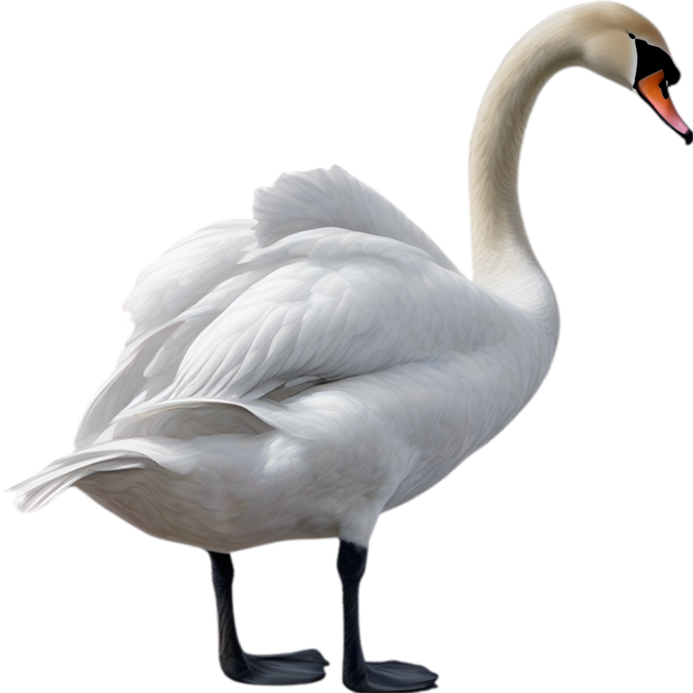 AI generated Mute Swan, Close-up colored-pencil sketch of a Mute Swan, Cygnus olor. png