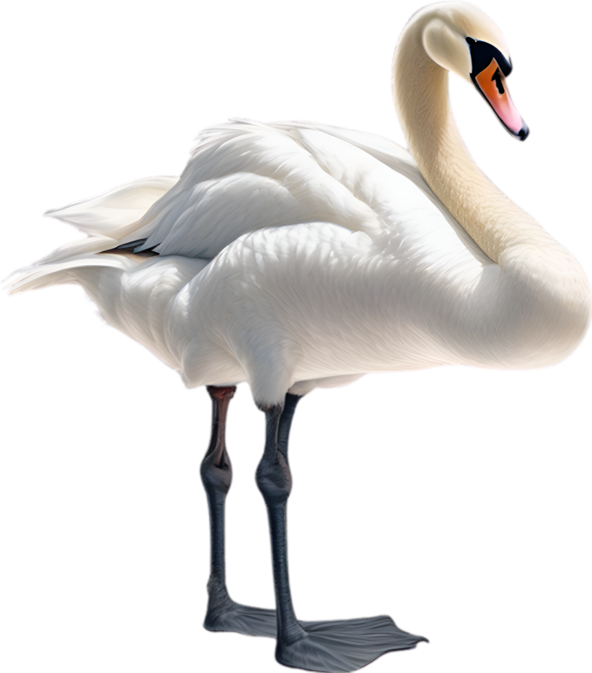 AI generated Mute Swan, Close-up colored-pencil sketch of a Mute Swan, Cygnus olor. png