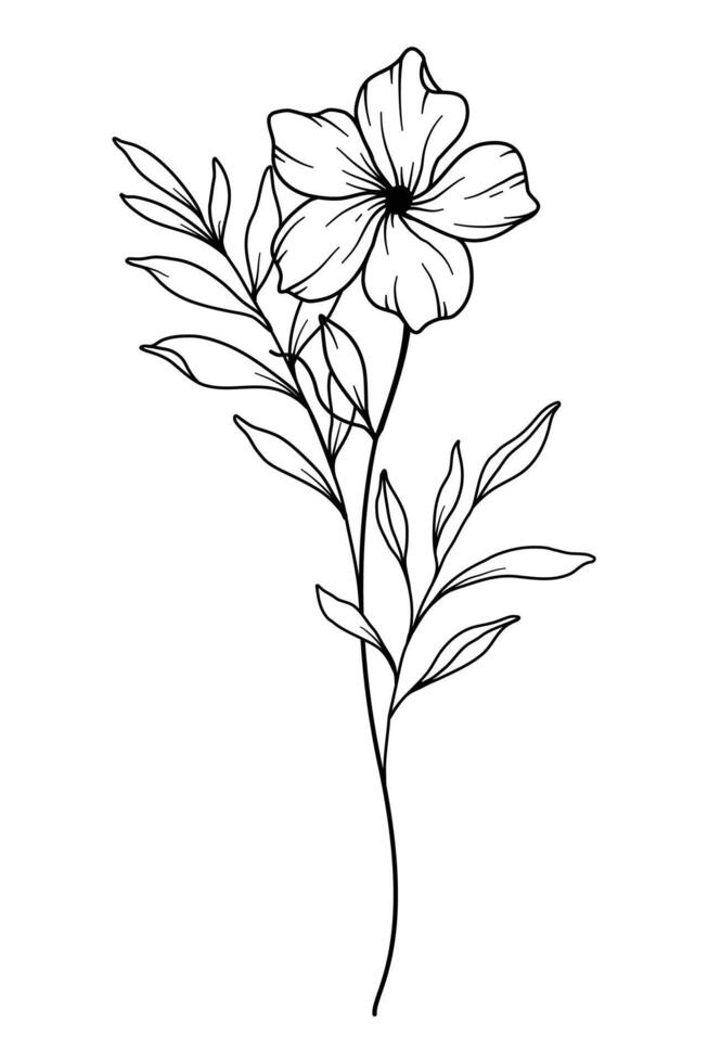 Primrose flower Line Art. Primrose outline Illustration. February Birth Month Flower. Primrose outline isolated on white. Hand painted line art botanical illustration. vector