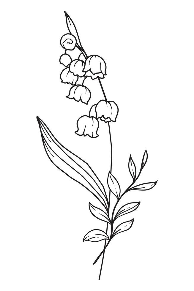 Lily Of the Valley Line Art. Lily Of the Valley outline Illustration. May Birth Month Flower. Lily Of the Valley flower outline isolated on white. Hand painted line art botanical illustration. vector