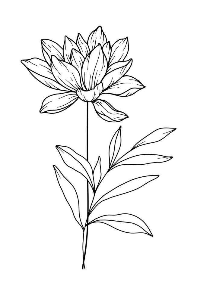 Water Lily Line Art. Water Lily outline Illustration. July Birth Month Flower. Water Lily  outline isolated on white. Hand painted line art botanical illustration. vector
