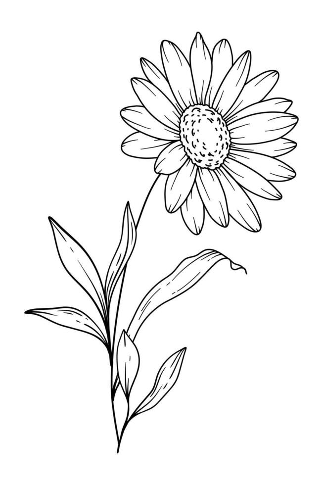 Daisy Line Art. Daisy outline Illustration. April Birth Month Flower. Daisy flower outline isolated on white. Hand painted line art botanical illustration. vector