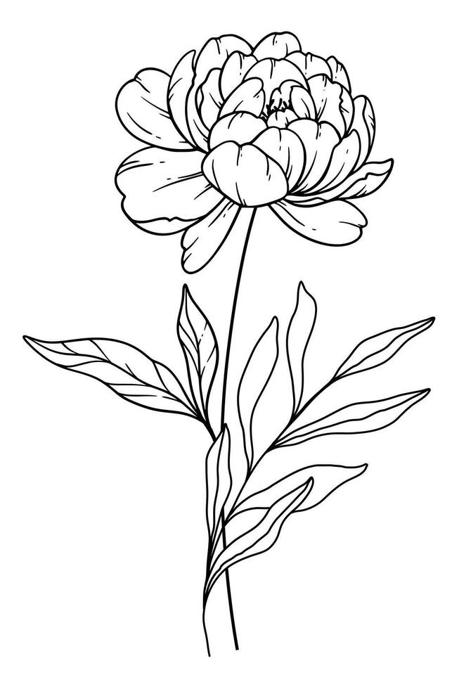 Peony Line Art. Peony outline Illustration. November Birth Month Flower. Peony outline isolated on white. Hand painted line art botanical illustration. vector