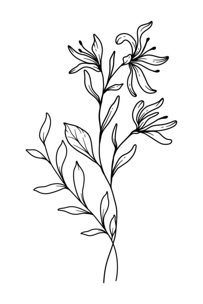Honeysuckle Line Art. Honeysuckle outline Illustration. June Birth Month Flower. Honeysuckle outline isolated on white. Hand painted line art botanical illustration. vector