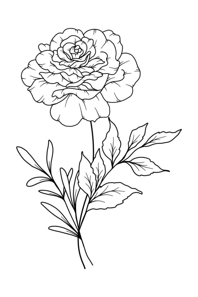 Rose flower Line Art. Rose flower outline Illustration. June Birth Month Flower. Rose flower outline isolated on white. Hand painted line art botanical illustration. vector