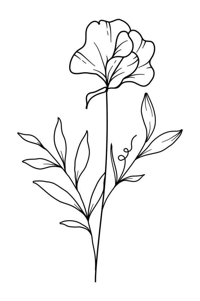 Sweet Pea Line Art. Sweet Pea outline Illustration. April Birth Month Flower. Sweet Pea flower outline isolated on white. Hand painted line art botanical illustration. vector