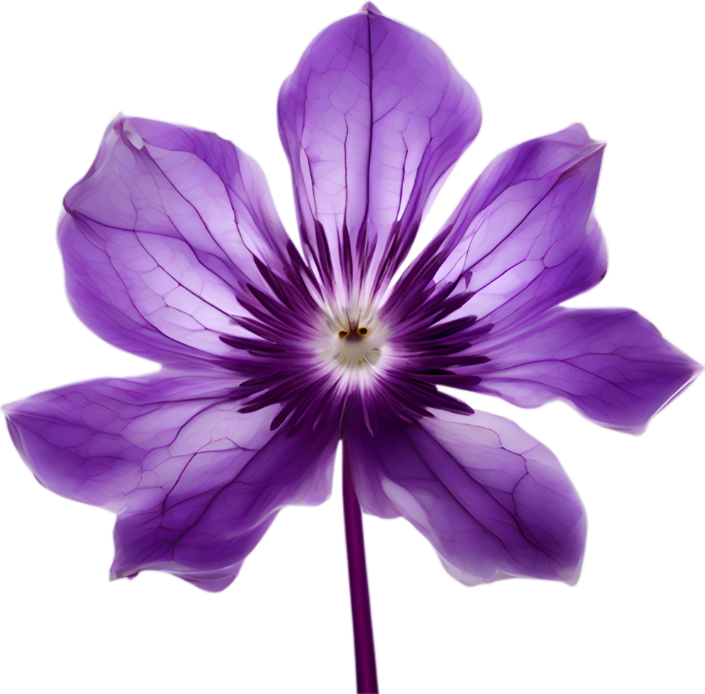 AI generated Violet flower. Close-up glowing translucent violet color flower. png