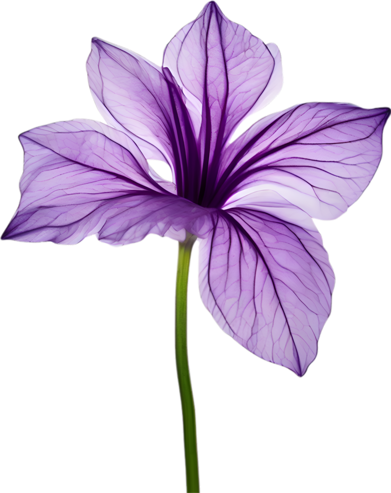 AI generated Violet flower. Close-up glowing translucent violet color flower. png