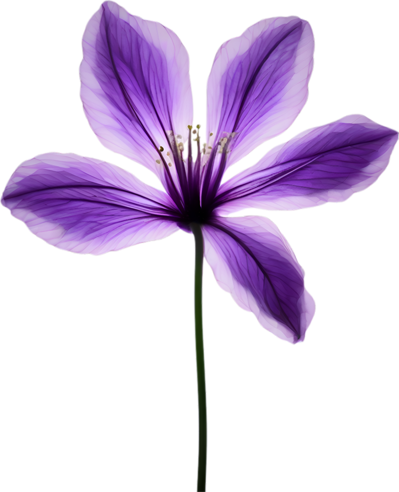 AI generated Violet flower. Close-up glowing translucent violet color flower. png