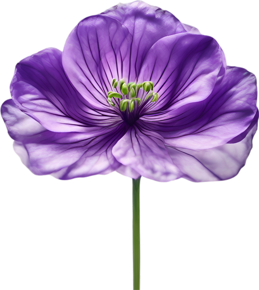 AI generated Violet flower. Close-up glowing translucent violet color flower. png