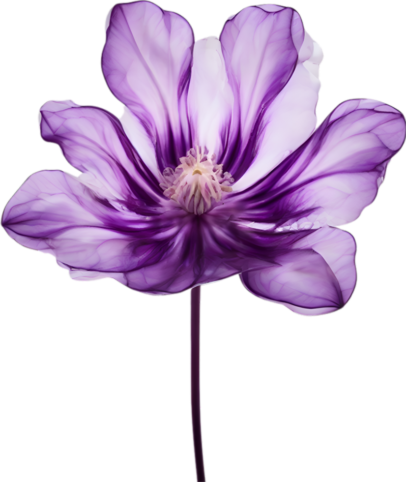 AI generated Violet flower. Close-up glowing translucent violet color flower. png