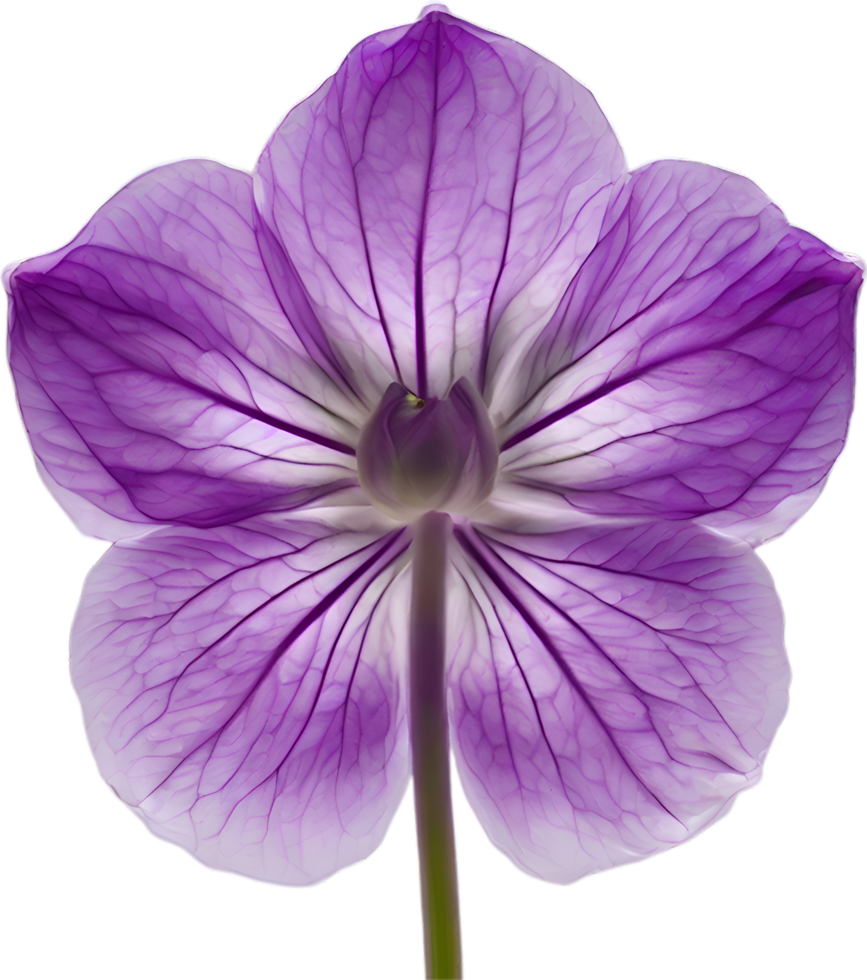 AI generated Violet flower. Close-up glowing translucent violet color flower. png