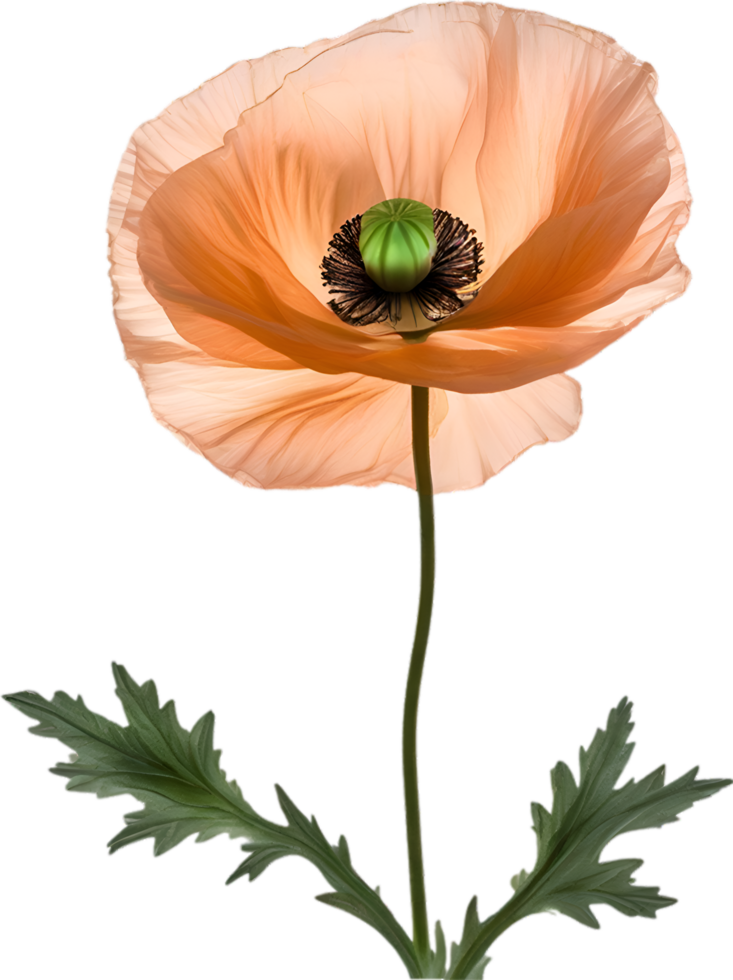 AI generated Poppy flower. Close-up of a cute poppy flower. png