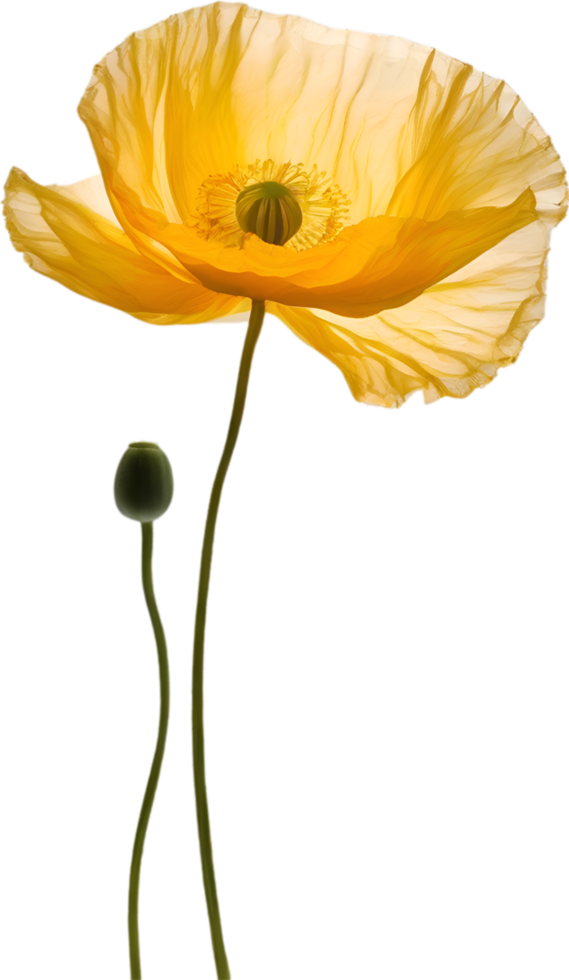 AI generated Poppy flower. Close-up of a cute poppy flower. png