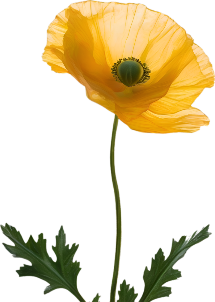 AI generated Poppy flower. Close-up of a cute poppy flower. png