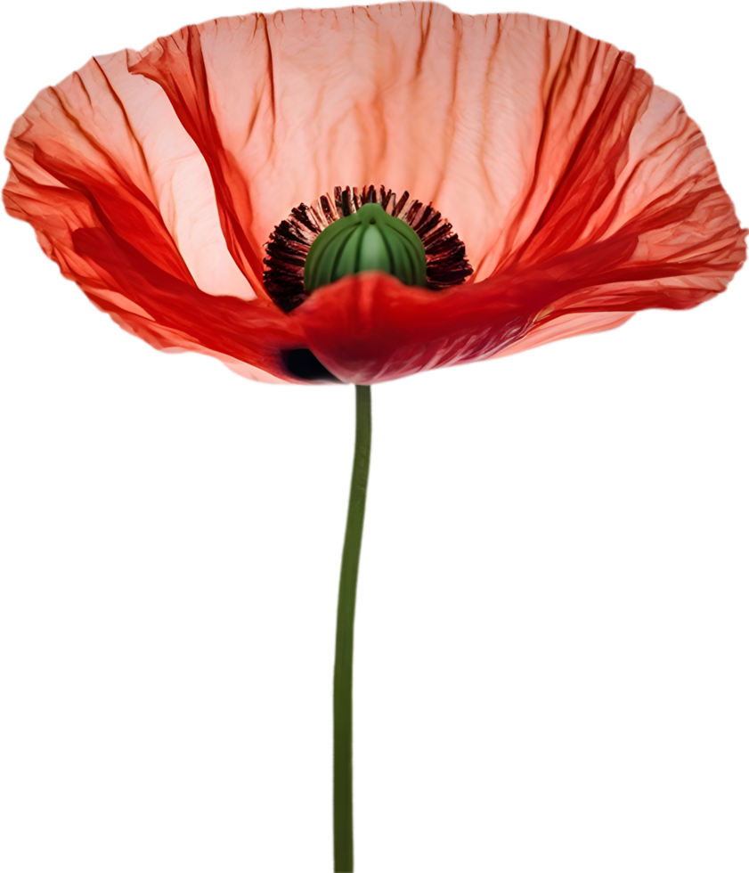 AI generated Poppy flower. Close-up of a cute poppy flower. png