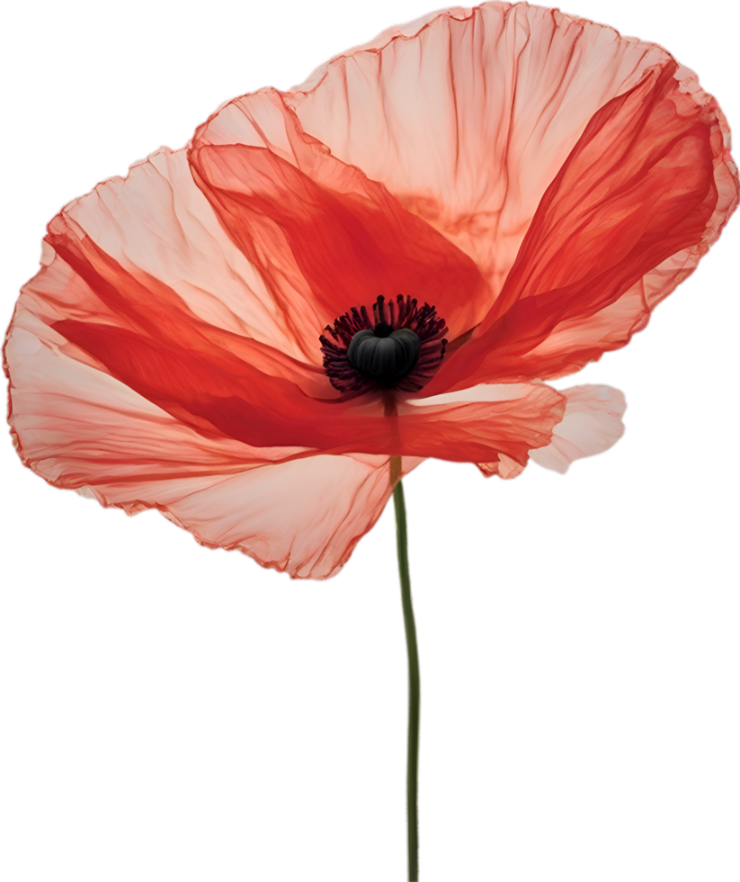 AI generated Poppy flower. Close-up of a cute poppy flower. png